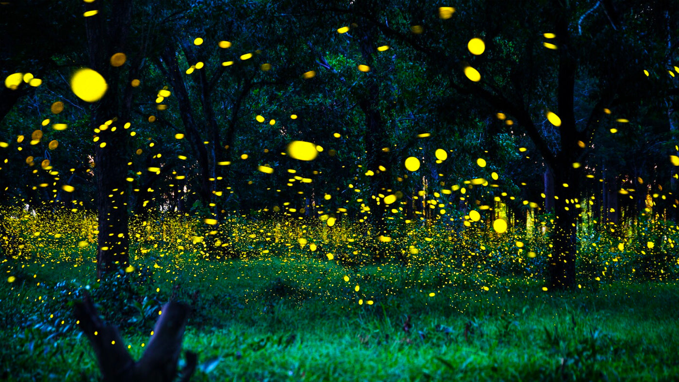 The Amazing Synchronous Fireflies of the Great Smoky Mountains